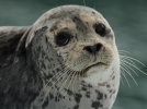 41yzw17euy_Harbor_Seal_on_Ice_close_0357_6_11_07.jpg