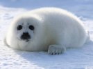 harp-seal-pup.jpg