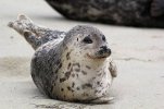 happy-harbor-seal.jpg