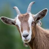 GoaT_The_Goat