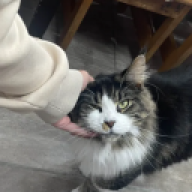 IceyGoesMeow