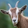 GoaT_The_Goat
