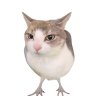 MrPaitu