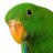 Kiwi_The_Parrot