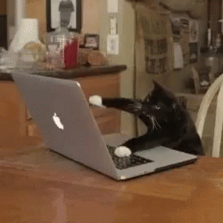 kitten-cat.gif