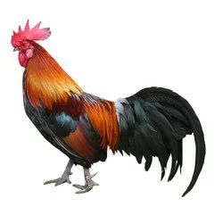 chicken-cock-250x250.jpg